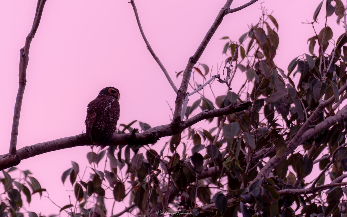 Spotted Wood-Owl - Sakkarin Sansuk