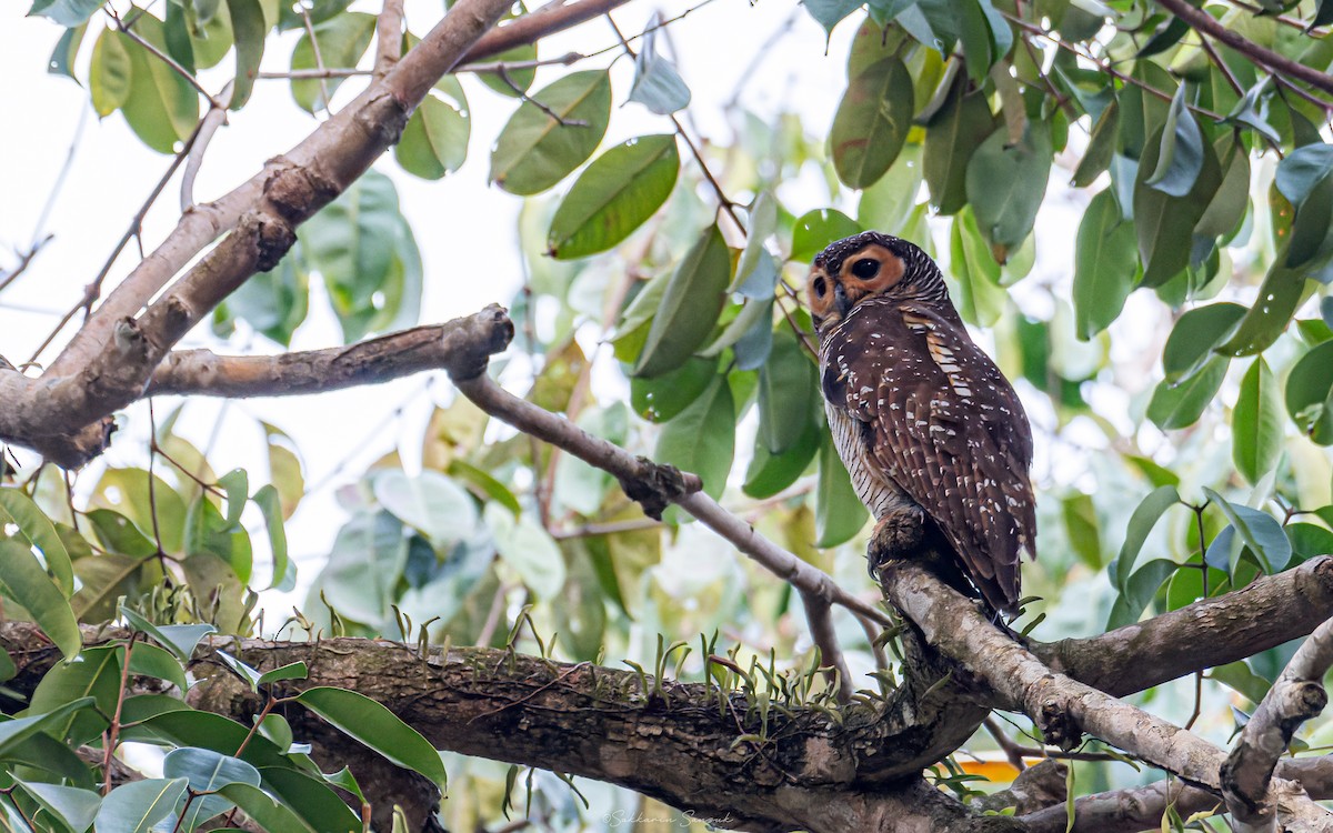 Spotted Wood-Owl - ML618807925