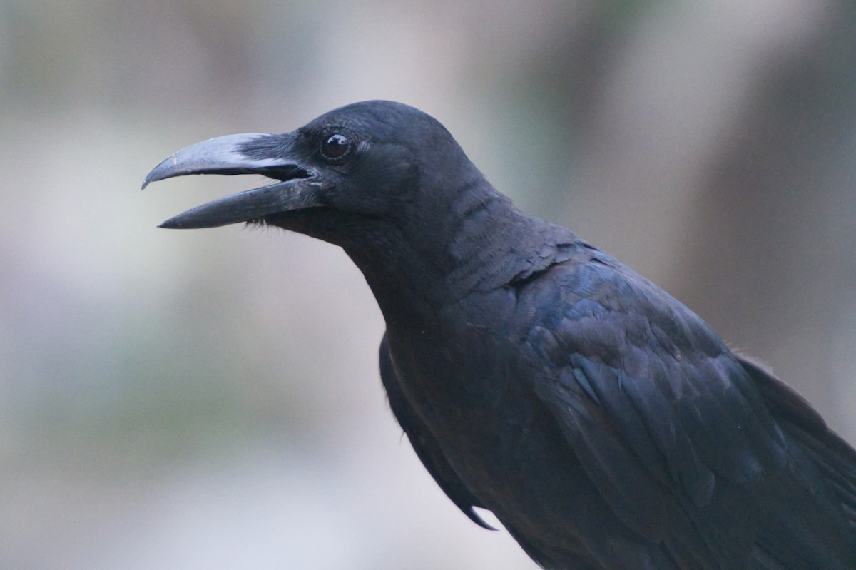 Large-billed Crow - Adrian van der Stel