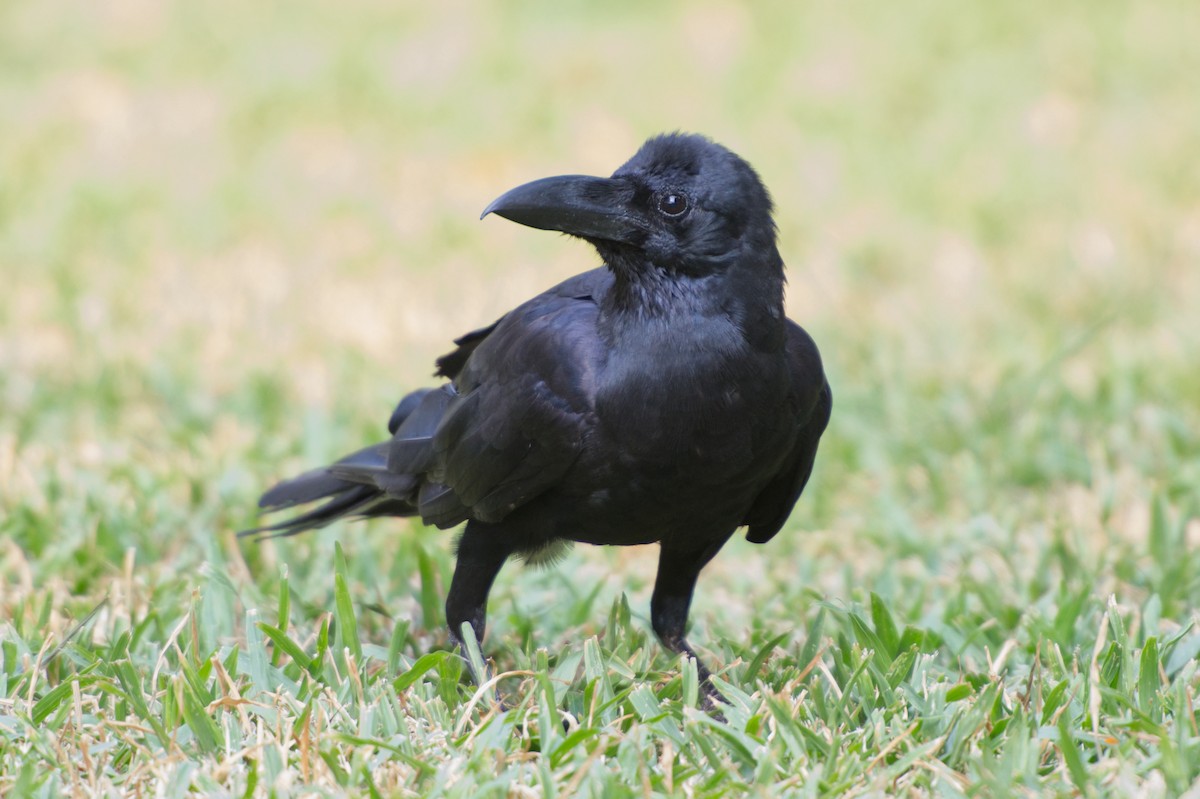 Large-billed Crow - Adrian van der Stel