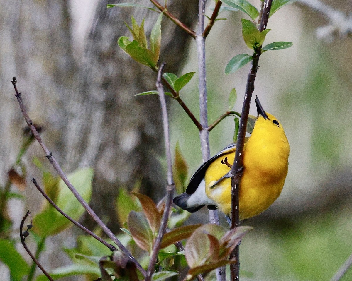 Prothonotary Warbler - Cate Hopkinson