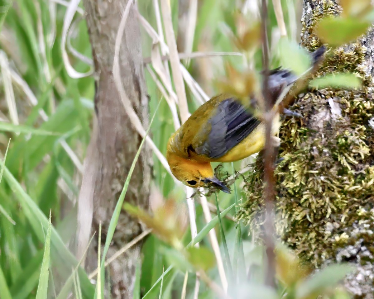Prothonotary Warbler - ML618808046