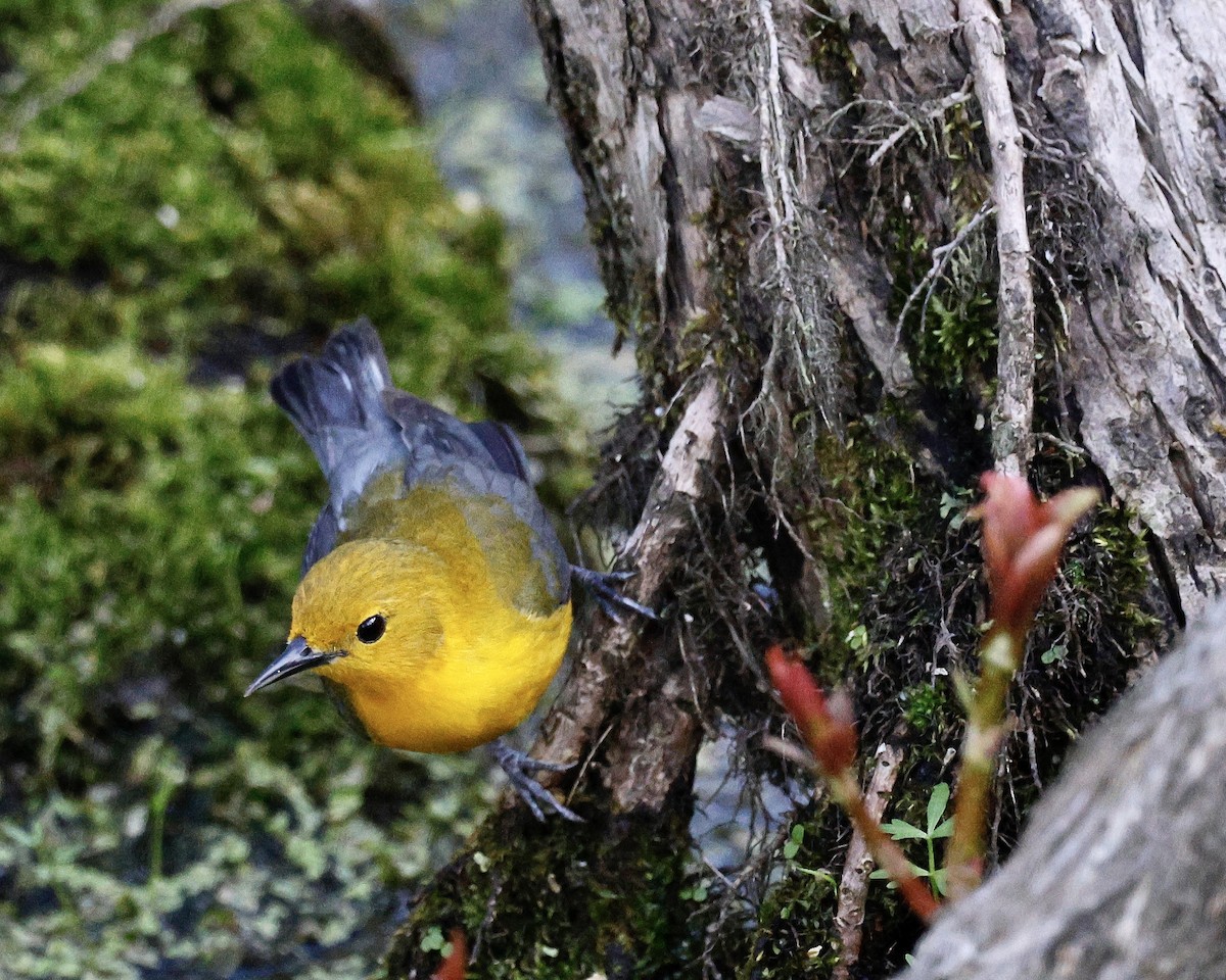 Prothonotary Warbler - ML618808048