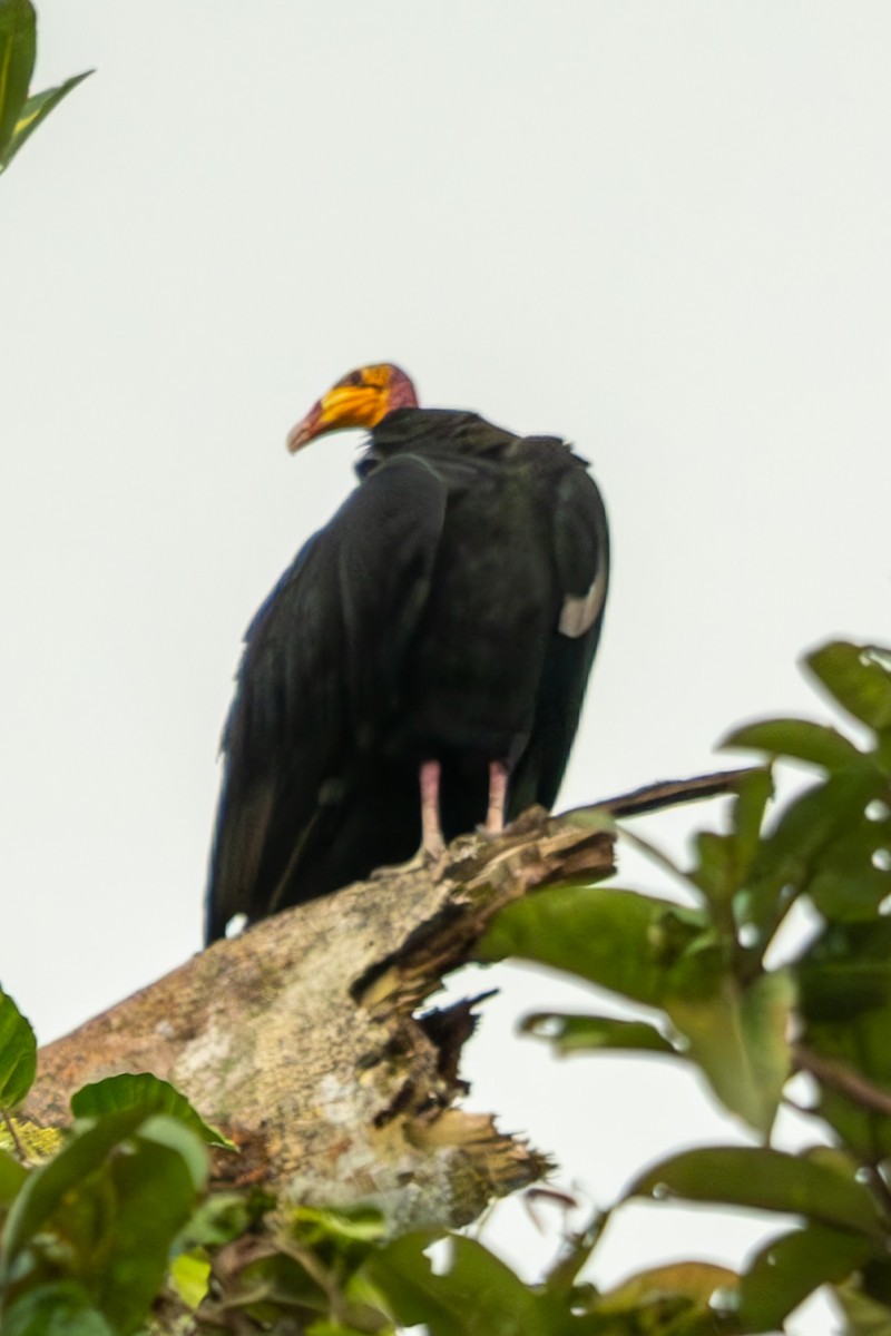 Greater Yellow-headed Vulture - Anil Nair