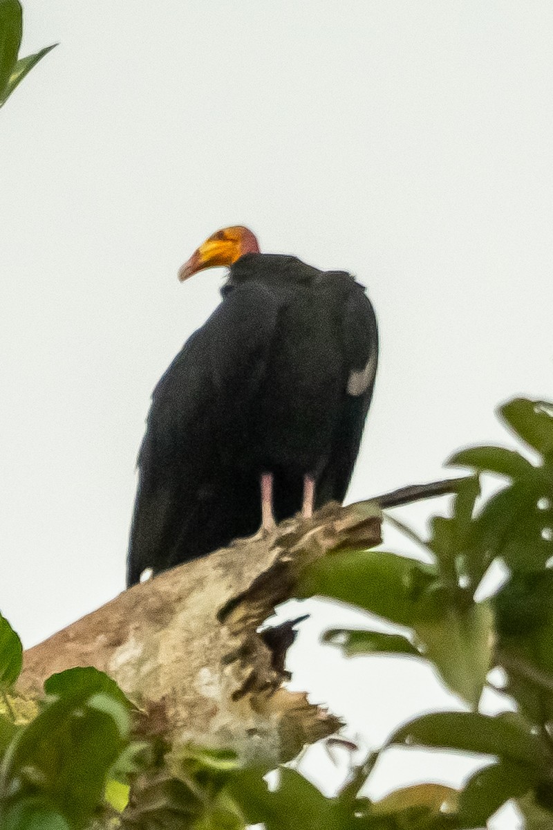 Greater Yellow-headed Vulture - ML618808058