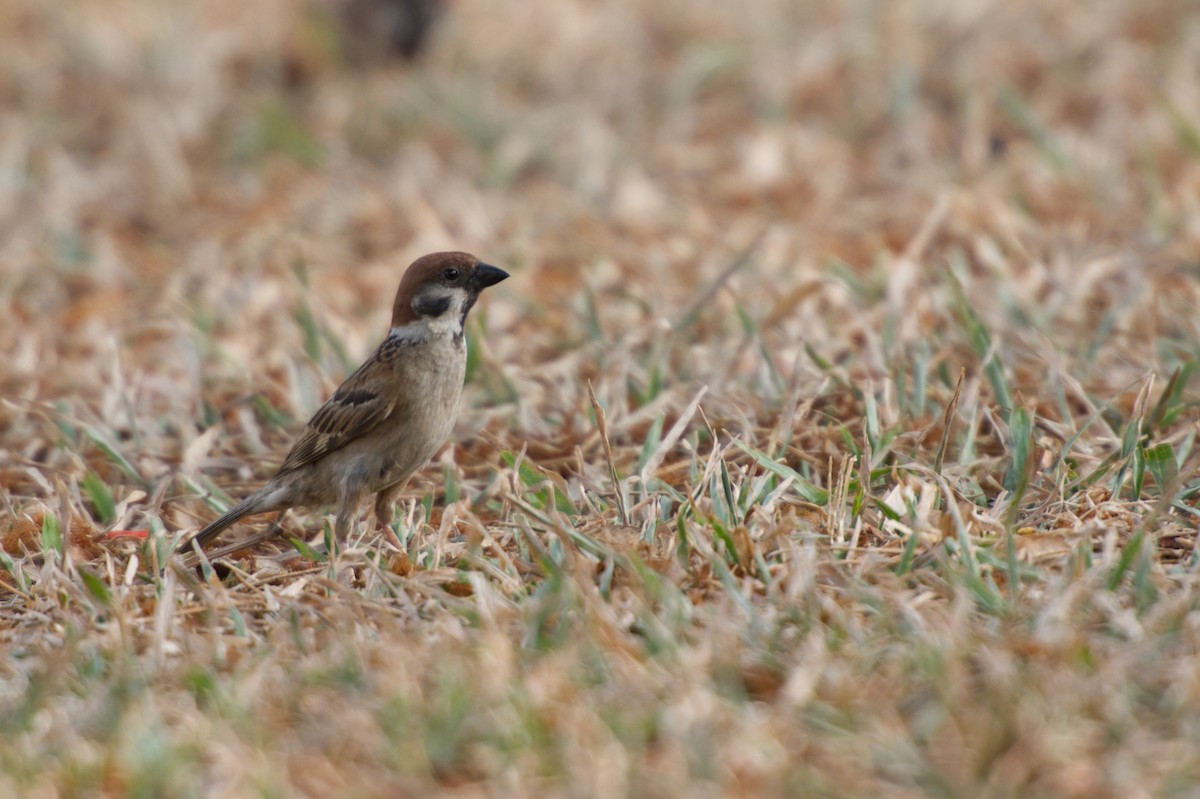 Eurasian Tree Sparrow - ML618808082