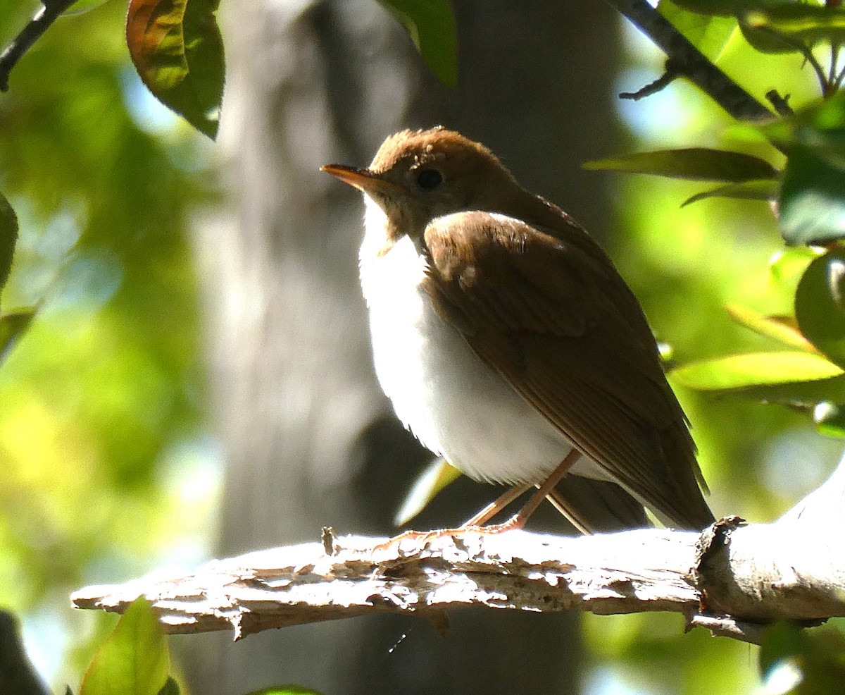 Field Sparrow - D Sacks