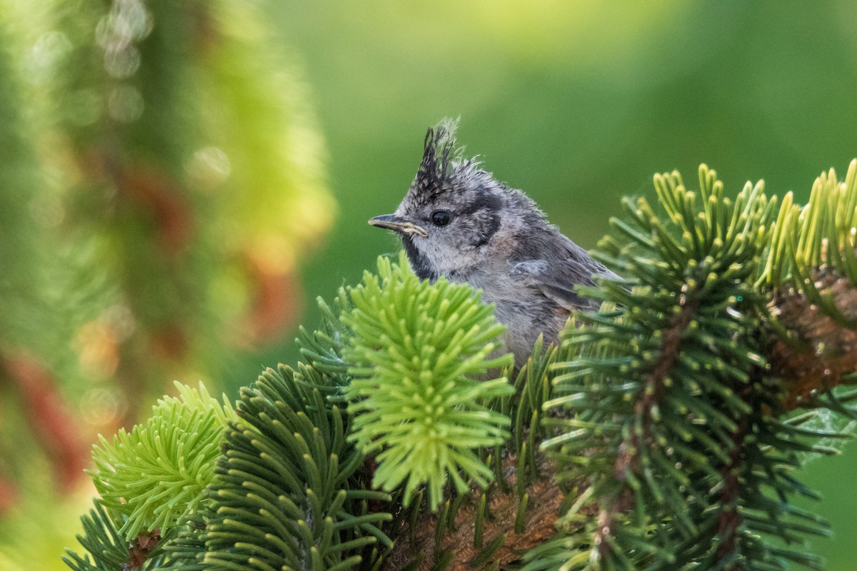 Crested Tit - ML618808147