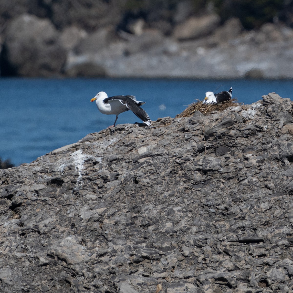Great Black-backed Gull - Christine Pelletier et (Claude St-Pierre , photos)
