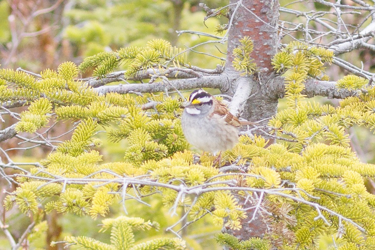 White-throated Sparrow - Ethel Dempsey