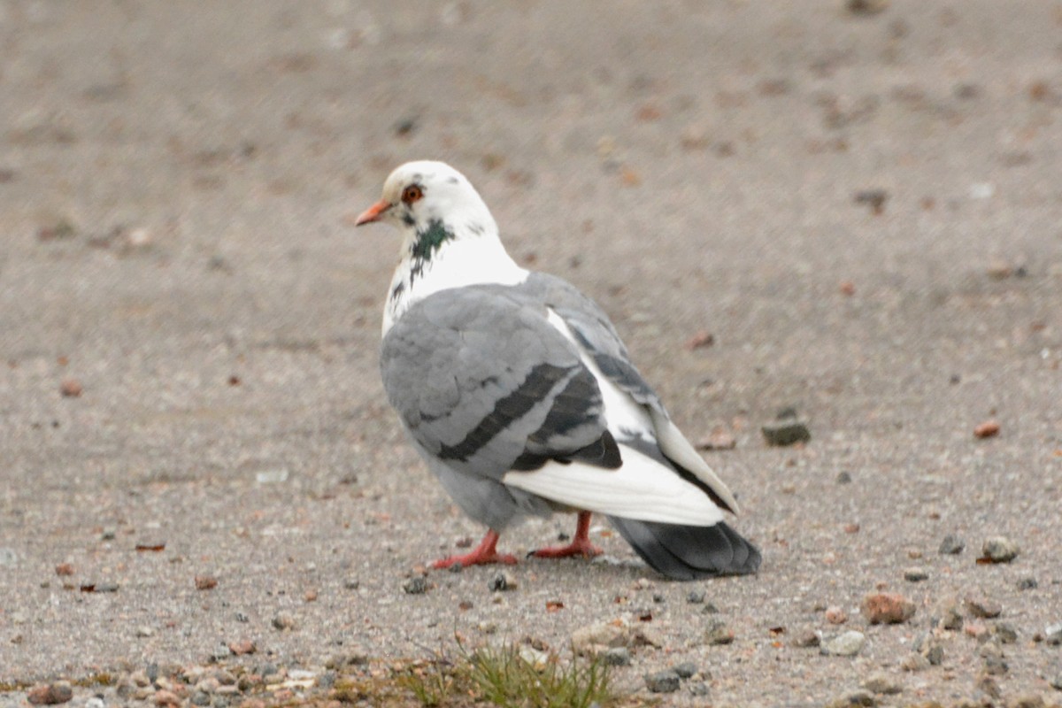 Rock Pigeon (Feral Pigeon) - Svetlana Fomicheva