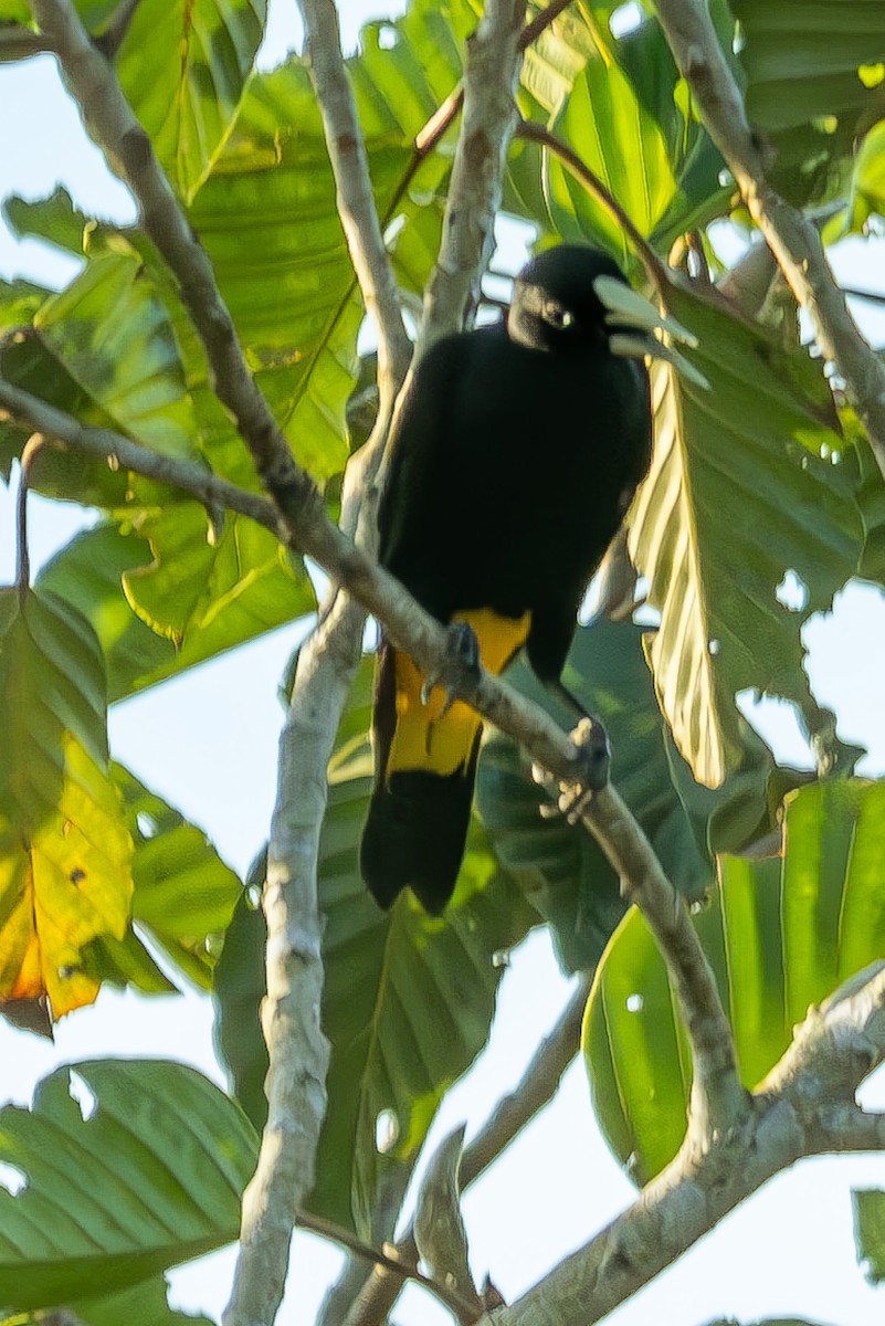 Yellow-rumped Cacique - ML618808205