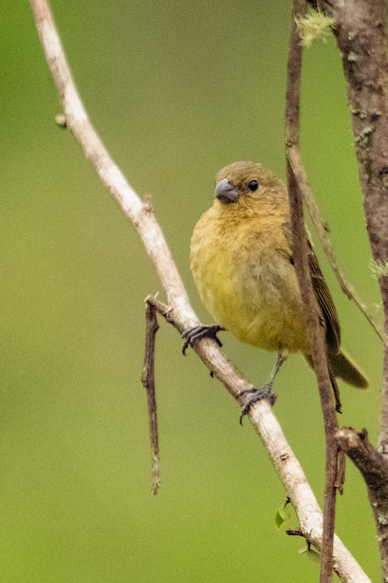 Yellow-bellied Seedeater - Anil Nair