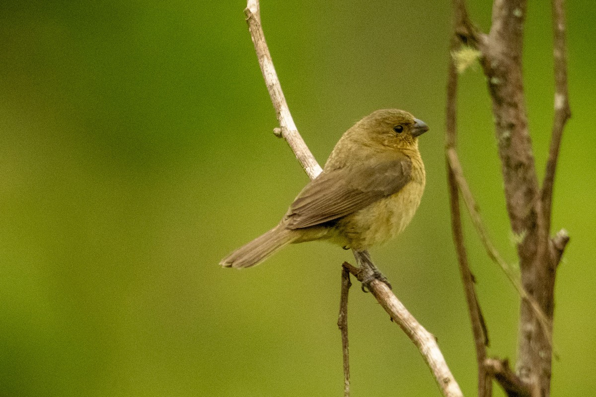 Yellow-bellied Seedeater - Anil Nair