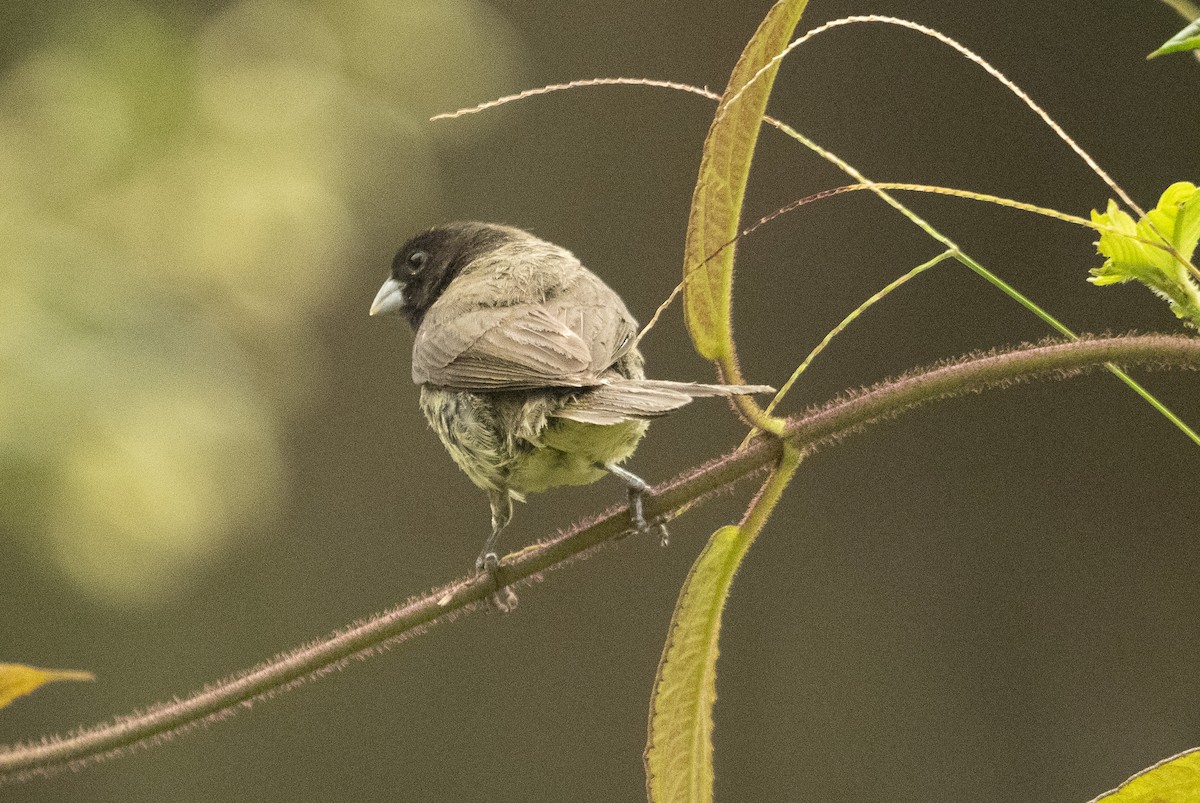 Wing-barred Seedeater - Anil Nair