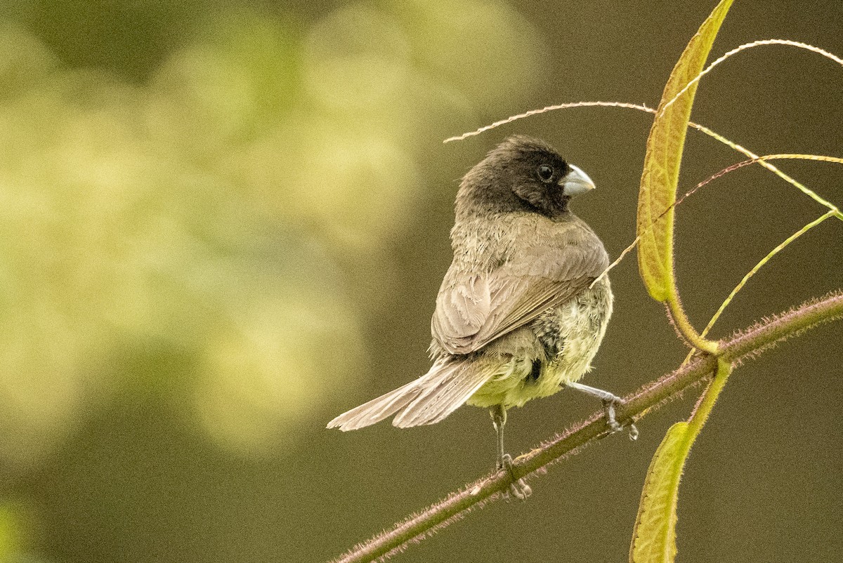 Wing-barred Seedeater - Anil Nair