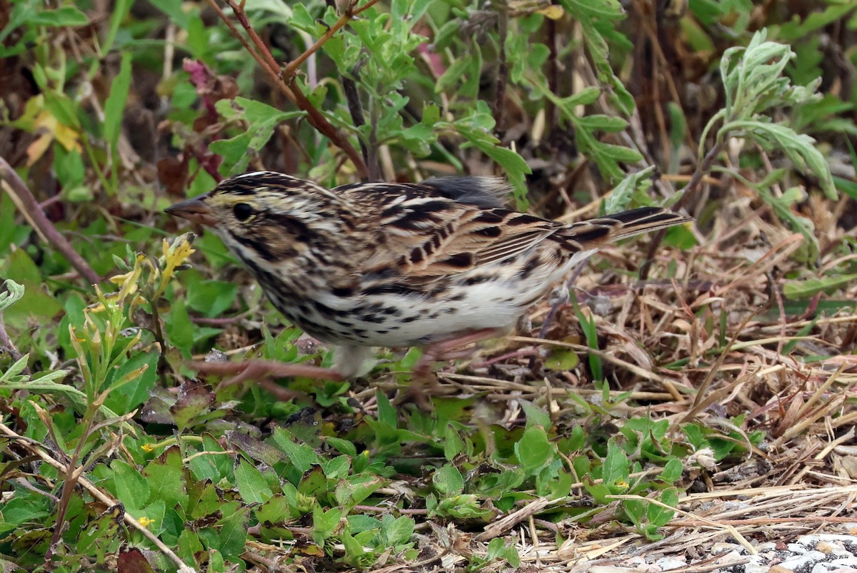 Savannah Sparrow - Vern Bothwell