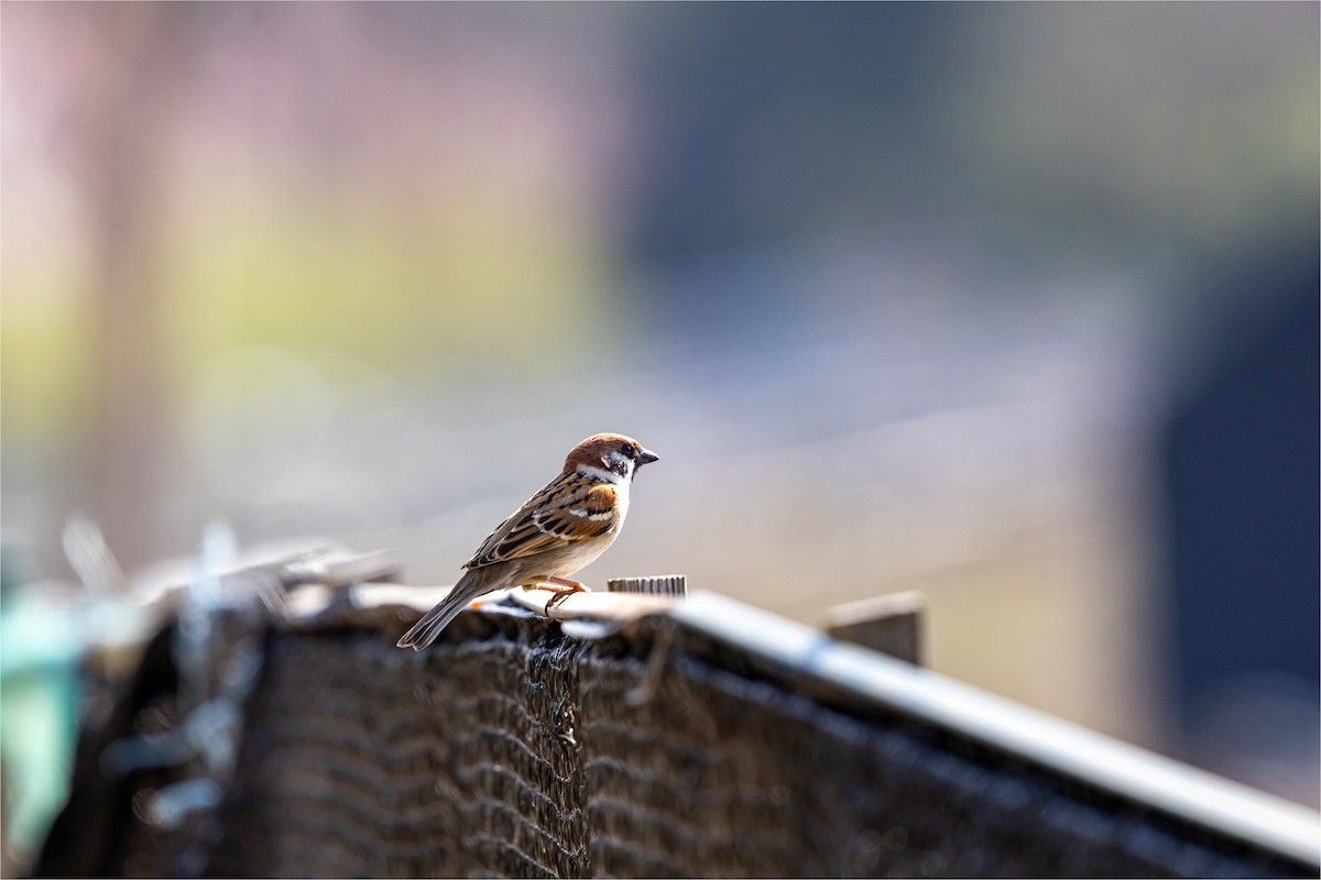 Eurasian Tree Sparrow - 대준 유