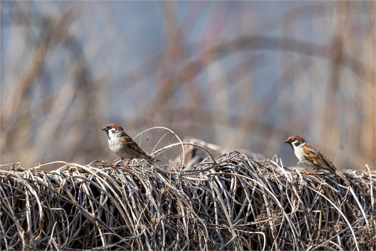 Eurasian Tree Sparrow - 대준 유