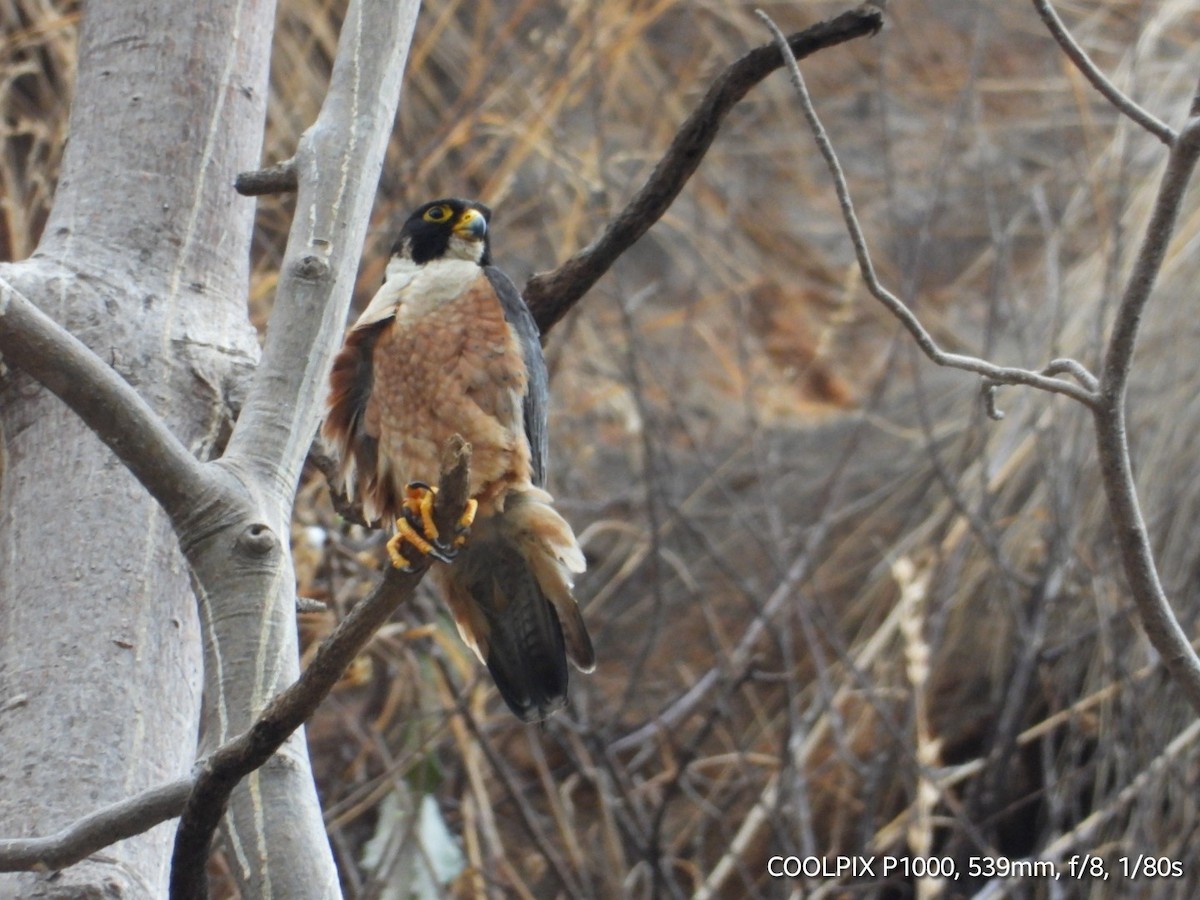 Peregrine Falcon - Gopi Raji