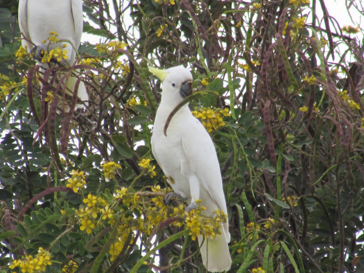 Sulphur-crested Cockatoo - Anonymous
