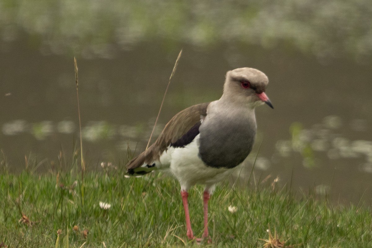 Andean Lapwing - ML618808344