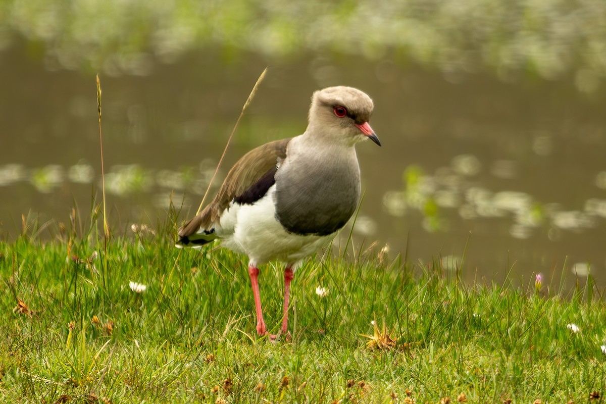 Andean Lapwing - ML618808345