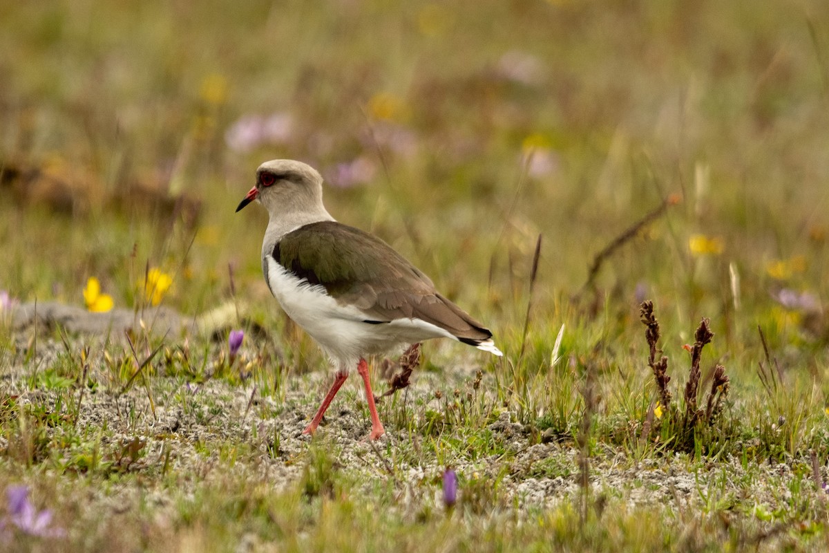 Andean Lapwing - ML618808347