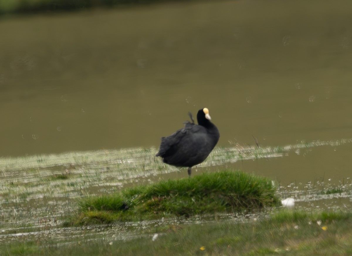 Slate-colored Coot - Anil Nair