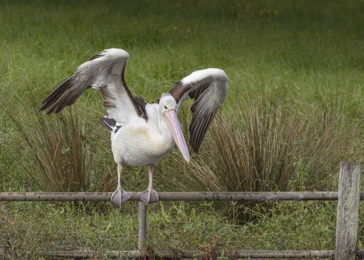pelikán australský - ML618808388