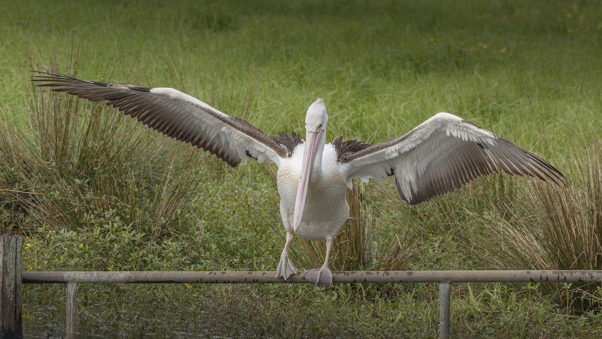 pelikán australský - ML618808389