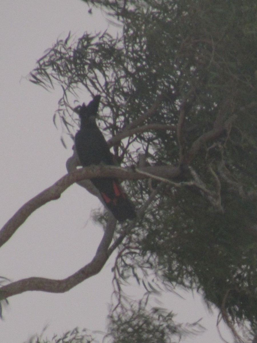 Red-tailed Black-Cockatoo - ML618808439