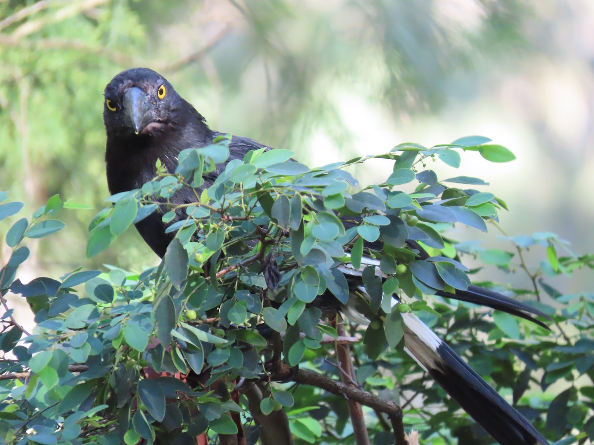 Pied Currawong - ML618808455