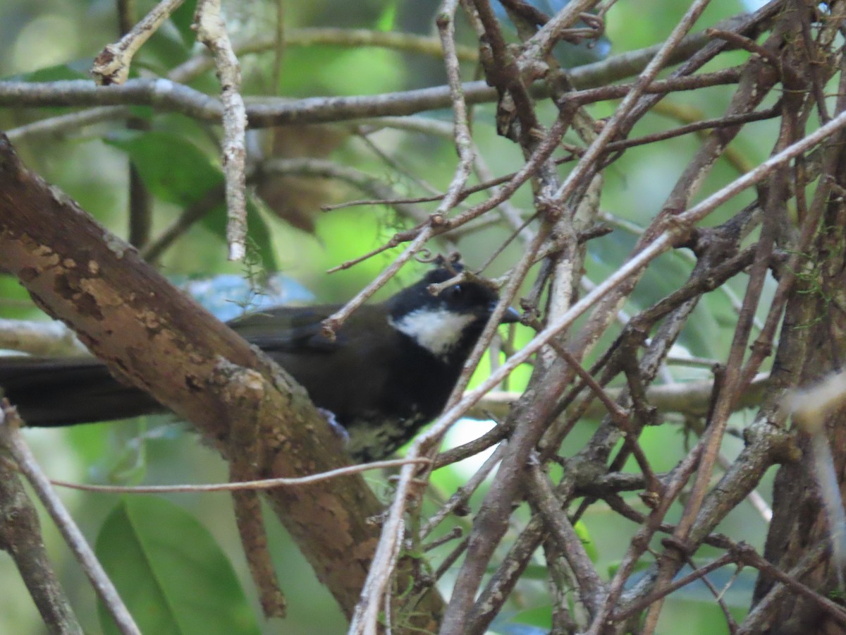 Eastern Whipbird - Rolo Rodsey