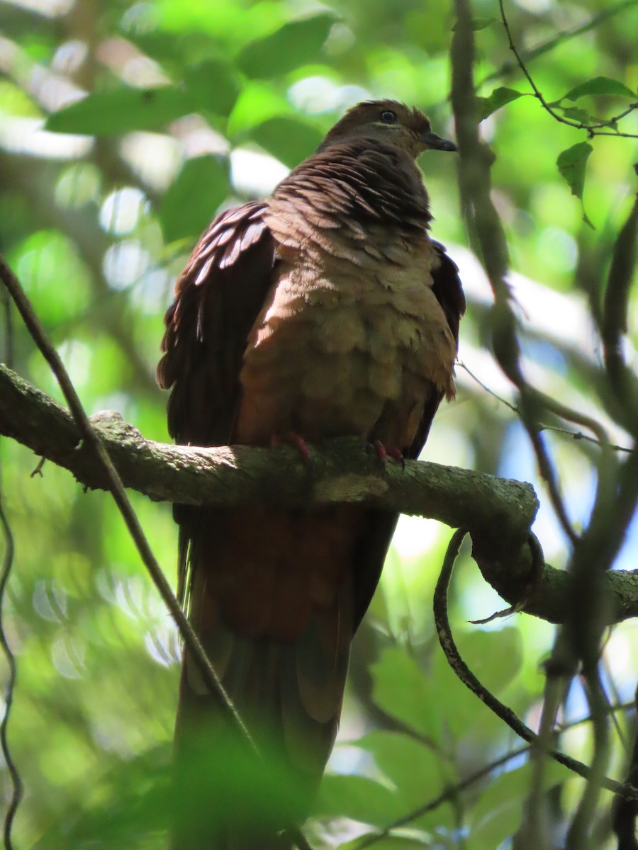 Brown Cuckoo-Dove - ML618808464