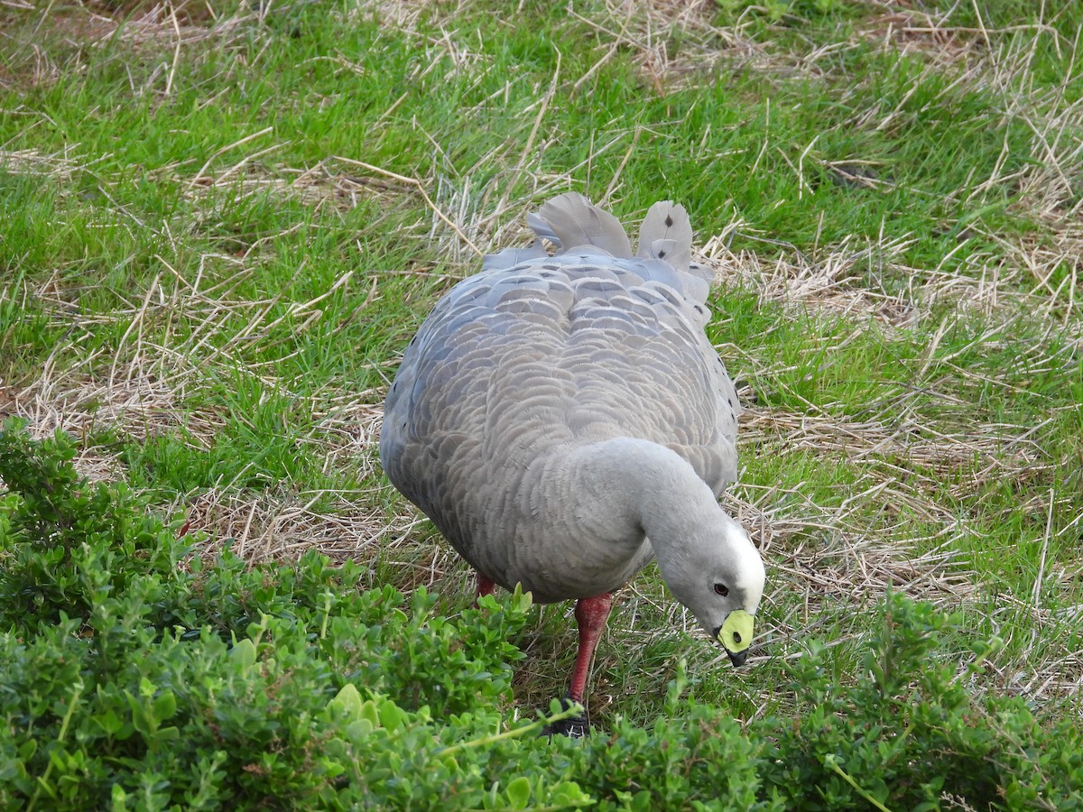 Cape Barren Goose - Andrew Guy