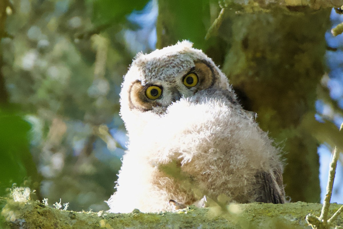 Great Horned Owl - ML618808524