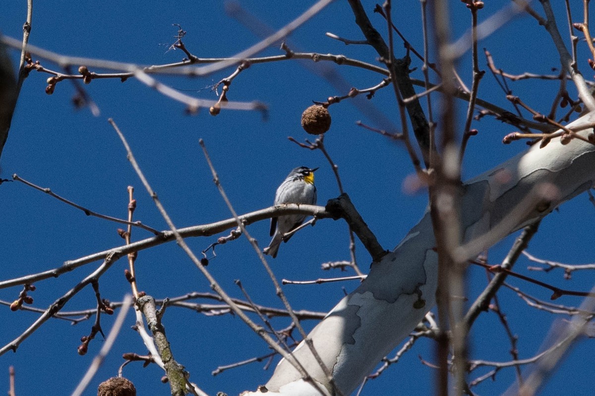 Yellow-throated Warbler - ML618808528