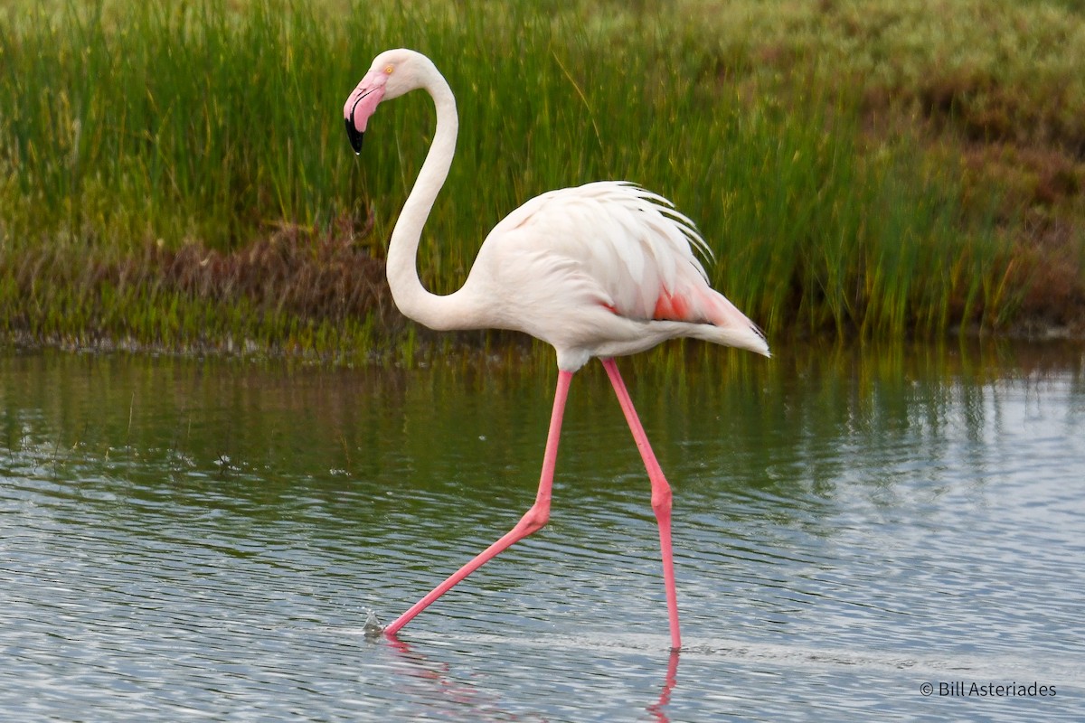 Greater Flamingo - ML618808534