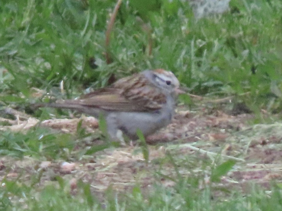 Chipping Sparrow - Nate Bond