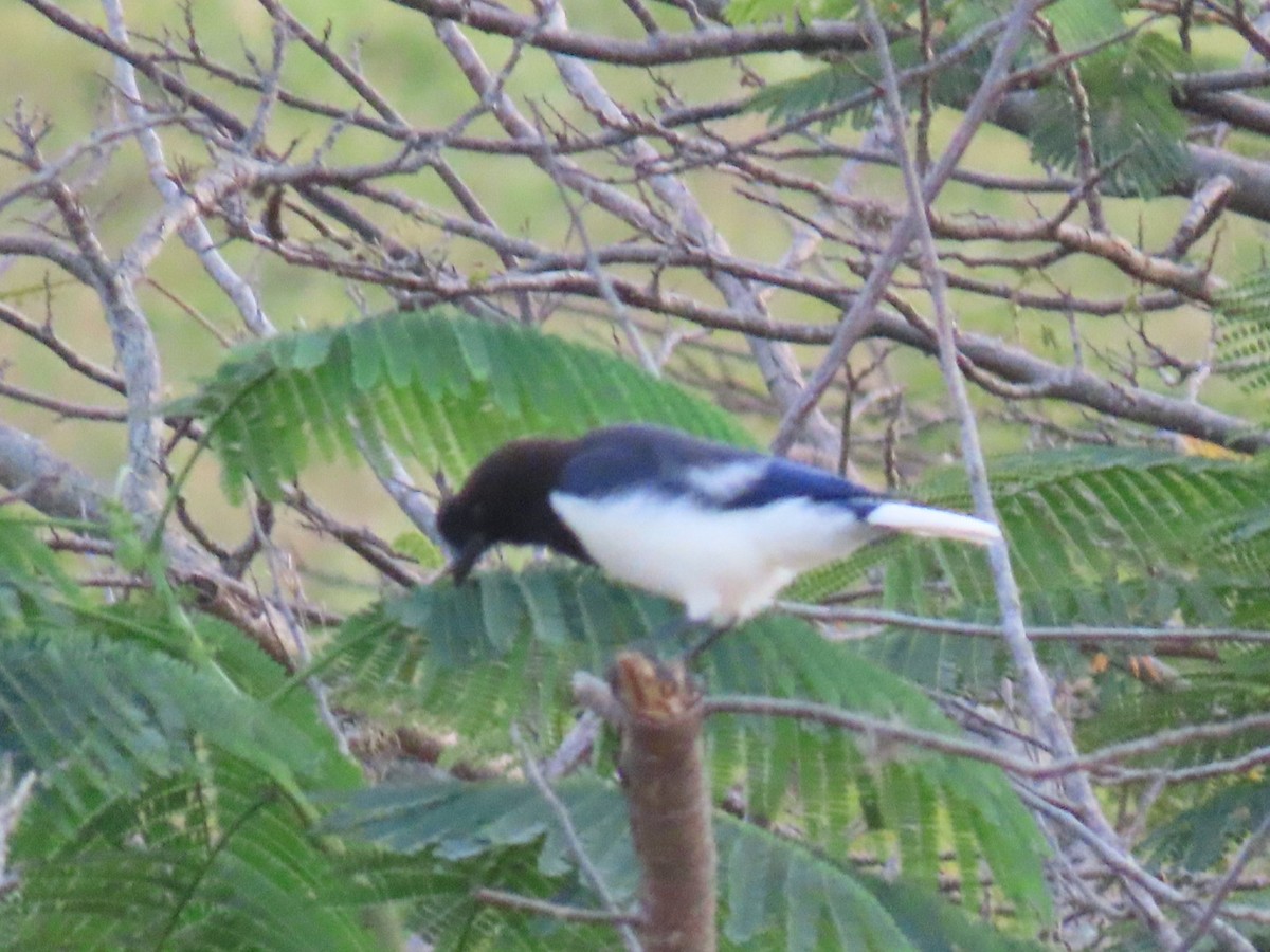 Curl-crested Jay - ML618808601