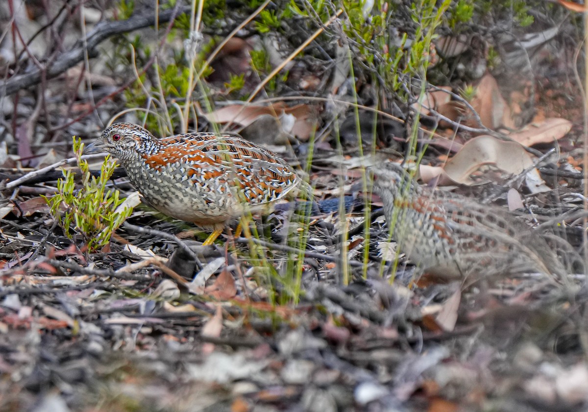 Painted Buttonquail - ML618808606