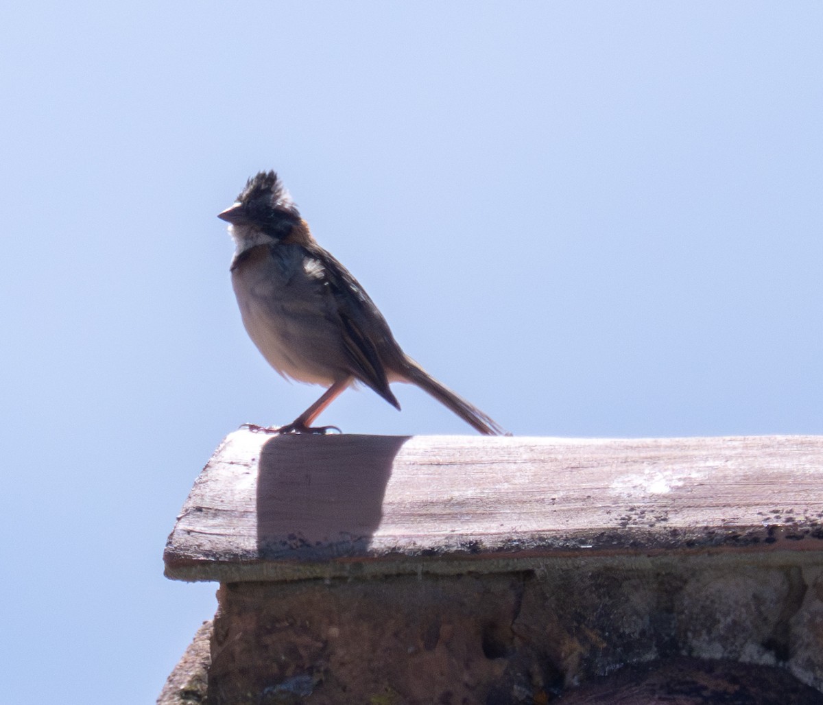Rufous-collared Sparrow - Gerhard Josef Bauer