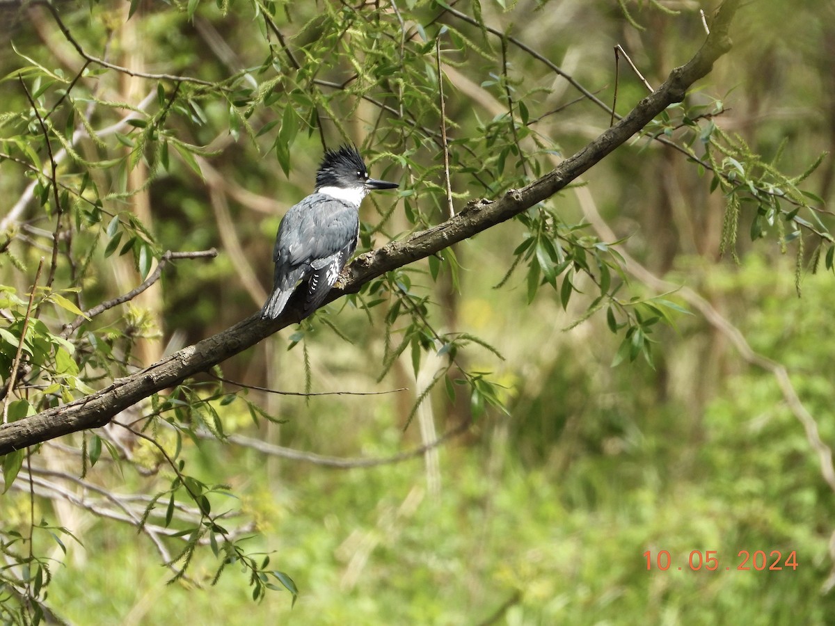 Belted Kingfisher - ML618808618
