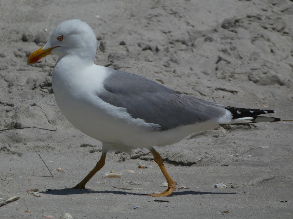 Yellow-legged Gull - ML618808620