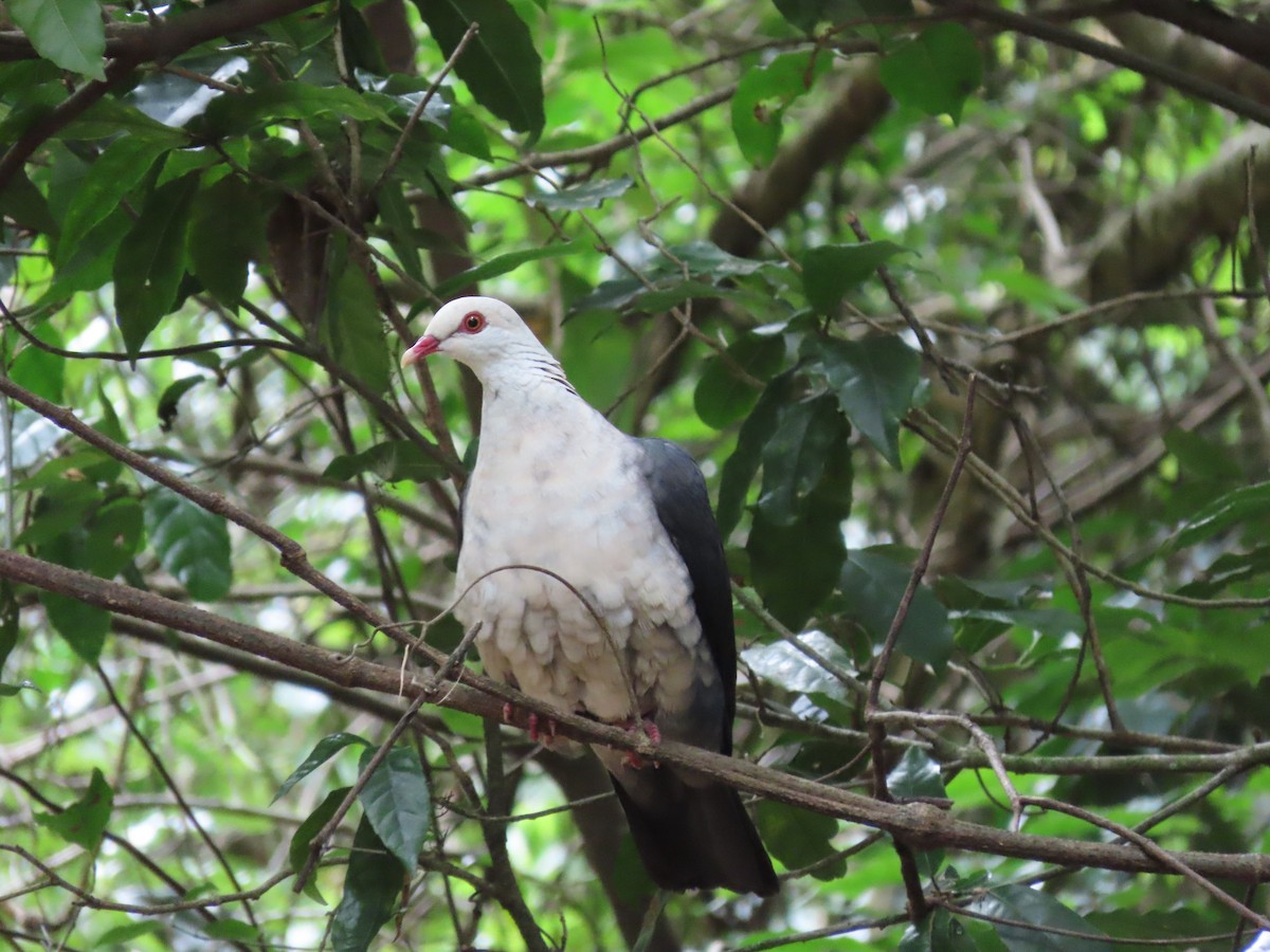 White-headed Pigeon - ML618808645