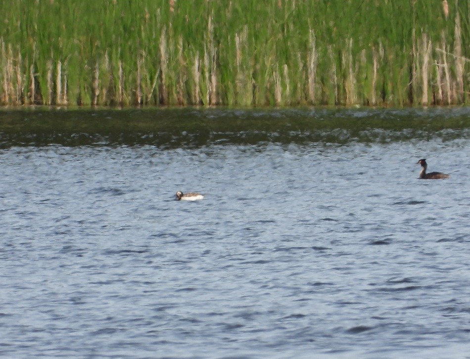 Long-tailed Duck - ML618808650