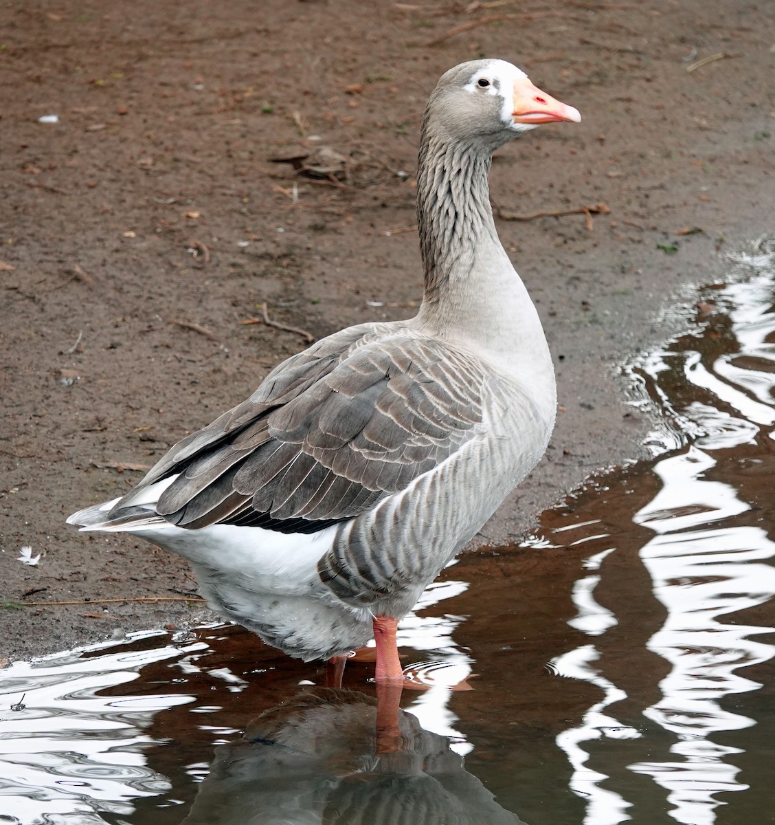 Domestic goose sp. (Domestic type) - Russell Scott