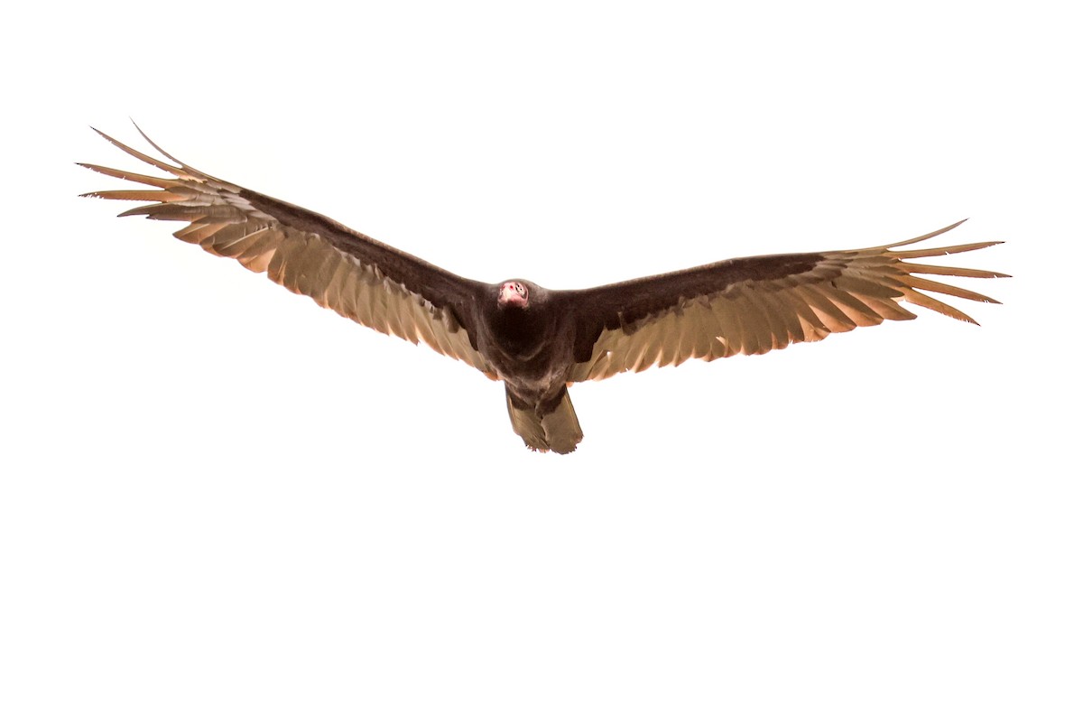 Turkey Vulture - Ian Somerville