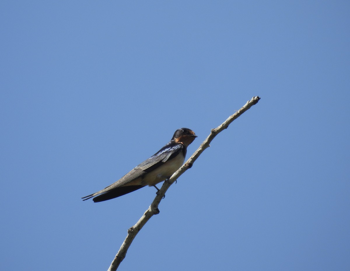 Barn Swallow - ML618808730